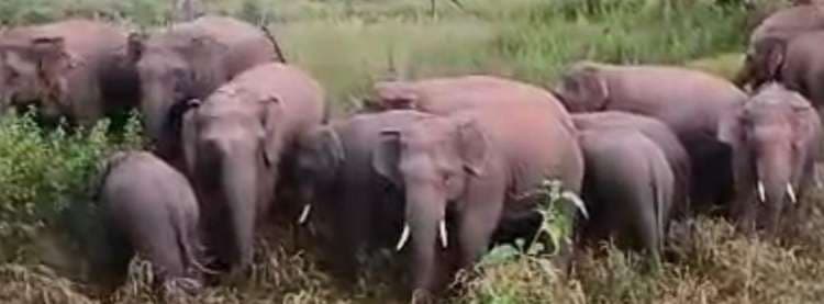 Chaibasa News : सिलाइसाही व तोड़ांगहातु में हाथियों का उत्पात<bha>;</bha> फसल को रौंदा, नुकसान