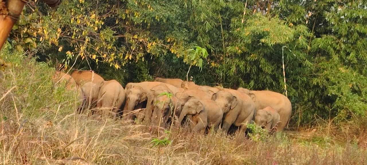 चिहरा थाना क्षेत्र पहुंचा जंगली हाथियों का झुंड, ग्रामीणों ने दहशत