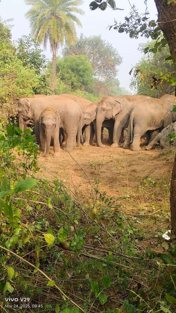 शहरी क्षेत्र में घुसा हाथियों का दल, दहशत में ग्रामीण, वन विभाग अलर्ट