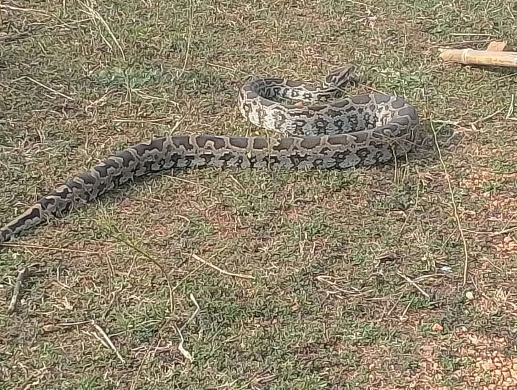 अजगर को रेस्क्यू कर जंगल में छोड़ा