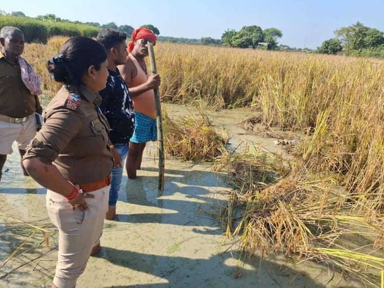 Madhubani News : धान के खेत में मिला वृद्ध महिला का शव