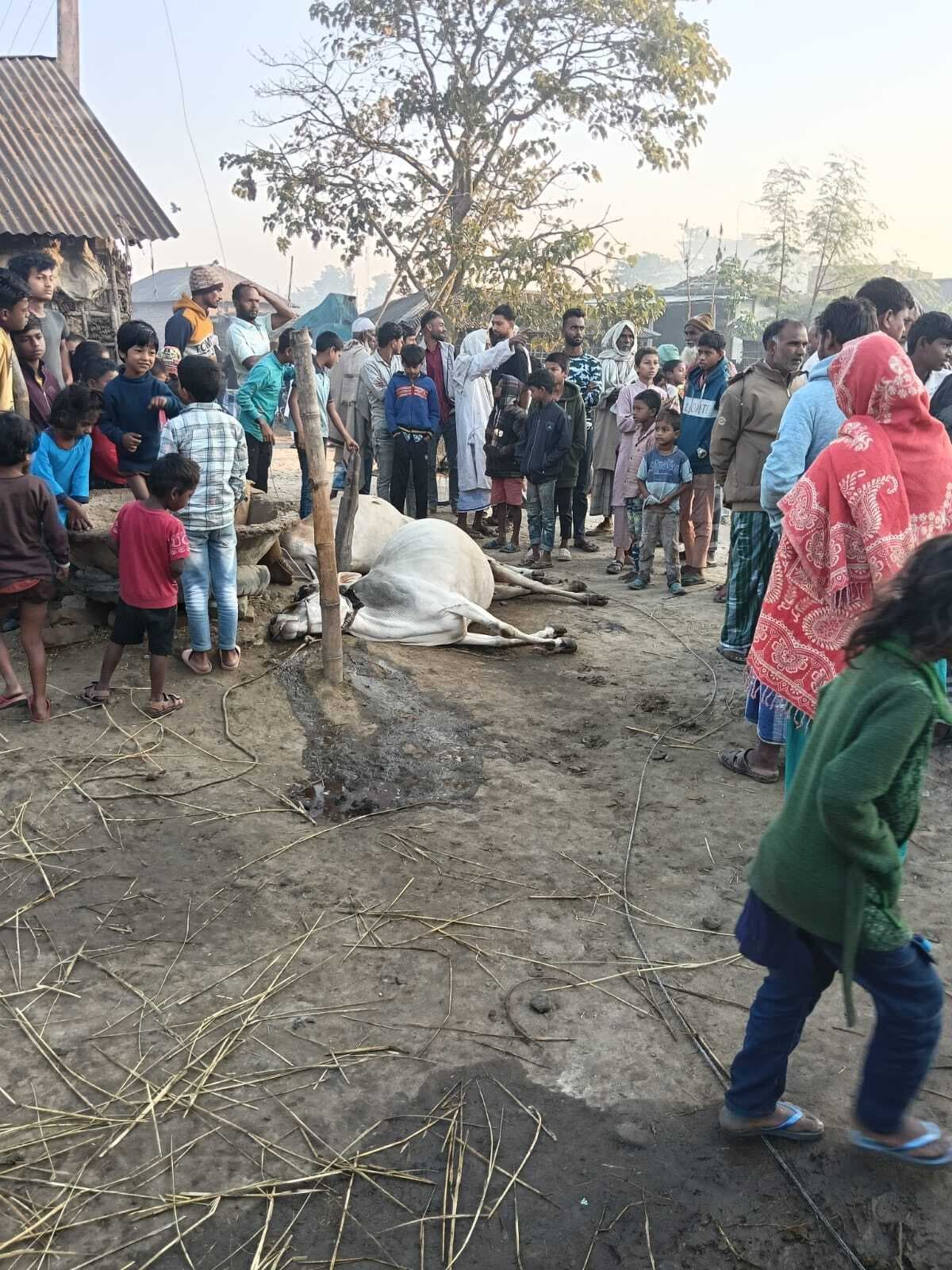 करेंट से दो मवेशियों की मौत, पशुपालक झुलसा
