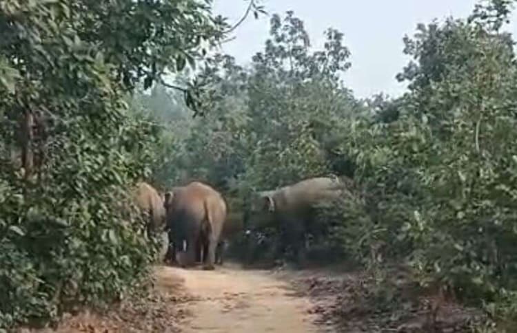 Giridih News :हाथियों के झुंड ने मनसाडीह पंचायत में मचाया उत्पात, दो मवेशियों को कुचला