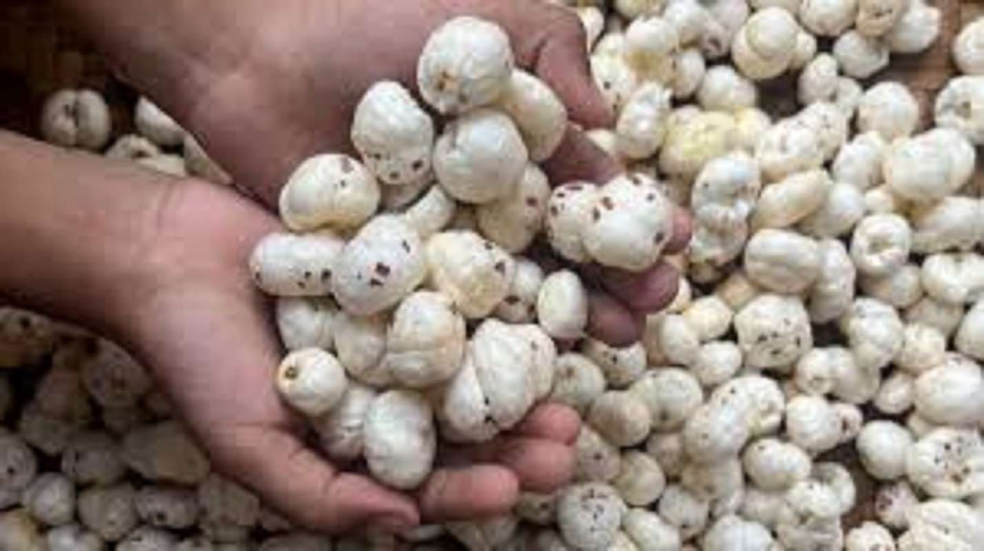 Bihar News: दरभंगा, सहरसा और कटिहार में बनेगा मखाना कलस्टर, आयडा को मिली निर्माण की जिम्मेदारी