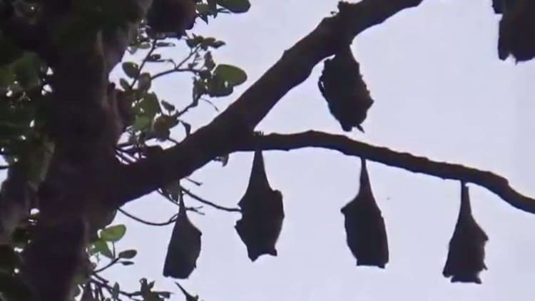 Bihar News: मुजफ्फरपुर का रहस्यमयी गांव, जहां चमगादड़ को मानते हैं ग्राम देवता