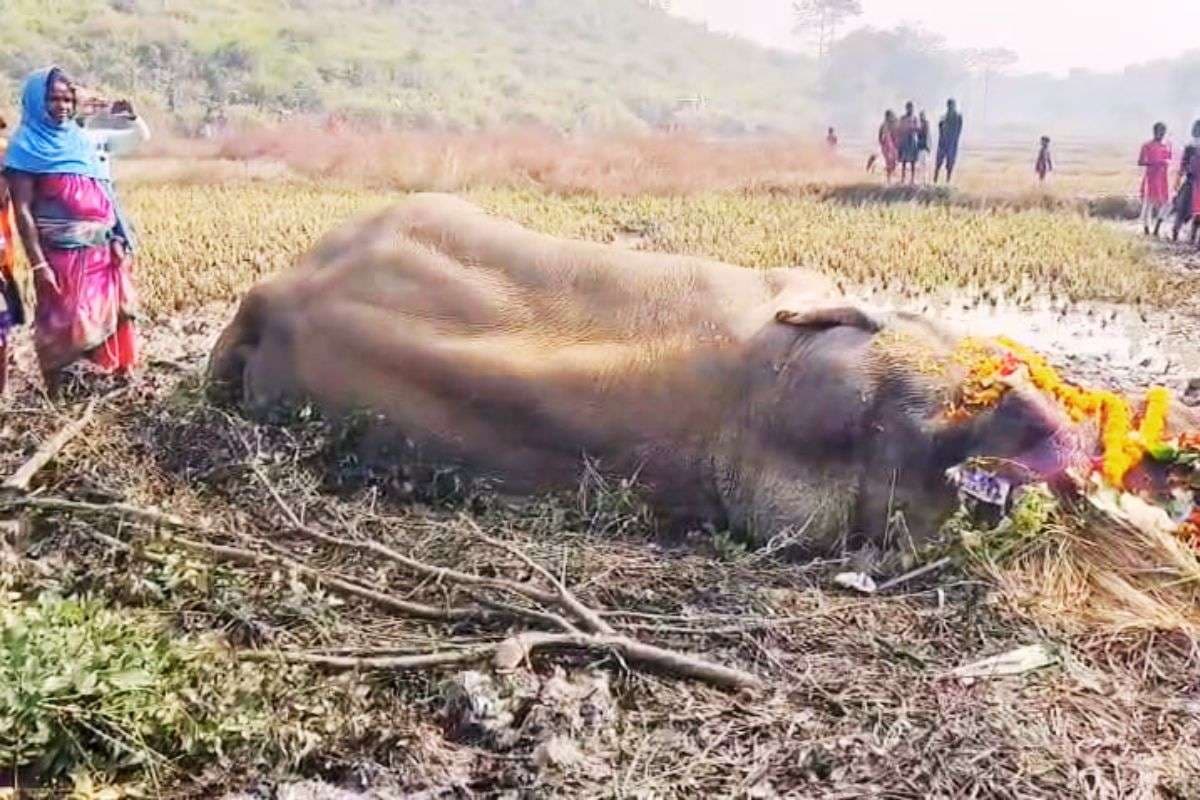 चांडिल : दलदल में गिरे दंतैल जंगली हाथी की मौत, जांच में जुटा वन विभाग