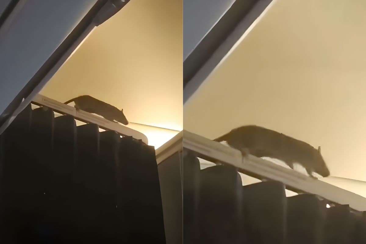 Giant Rat spotted in KLM Flight from Amsterdam to Caribbean