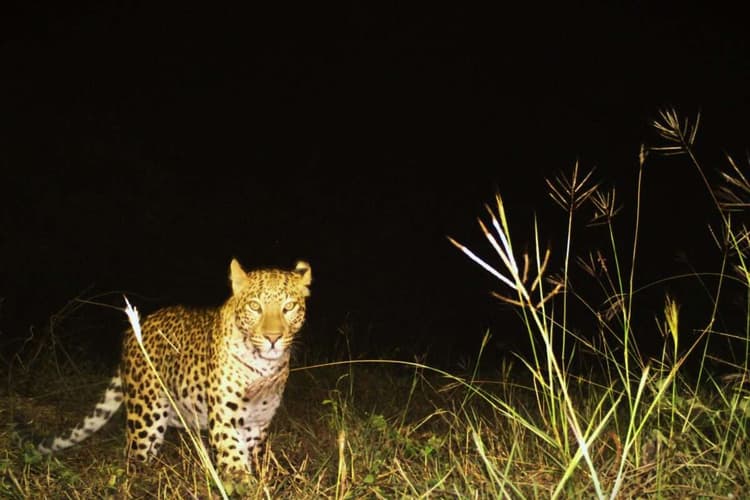 Bihar News: मोहल्ले में घूमता दिखा तेंदुआ, रतजगा कर रहे डालमियानगर डी टाइप के लोग