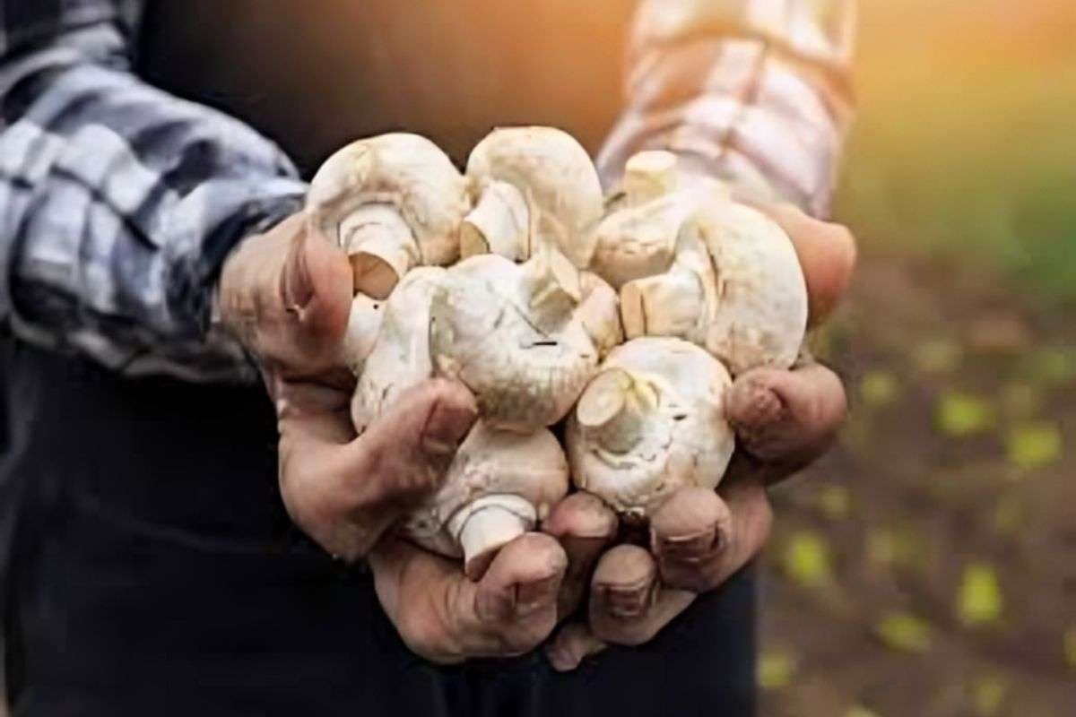 Mushroom cultivation will gain momentum in Bihar