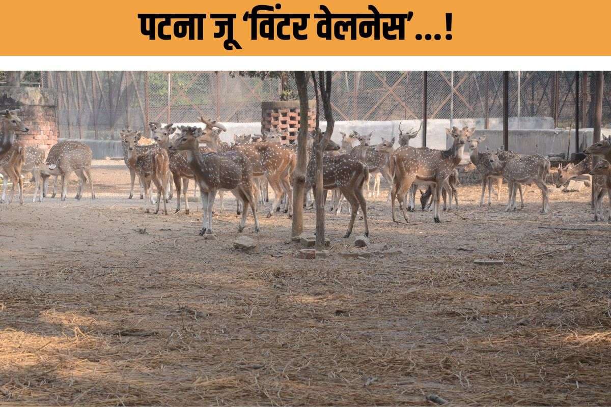 Zoo winter preparation : अजगर को कंबल, चिंपांज़ी को च्यवनप्राश! इस जू में जानवरों की ‘विंटर वेलनेस’ शुरू