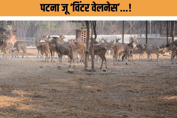 Zoo winter preparation : अजगर को कंबल, चिंपांज़ी को च्यवनप्राश! इस जू में जानवरों की ‘विंटर वेलनेस’ शुरू
