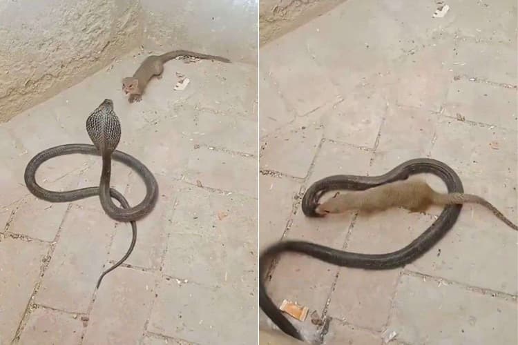 Viral Video: सांप और नेवले की भयंकर लड़ाई, रोंगटे खड़े कर देगा 17 सेकंड का वायरल वीडियो