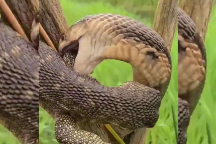 Viral Video: पेड़ पर ही भिड़ गए सांप और छिपकली, दोनों में भयंकर लड़ाई, वायरल वीडियो में देखिए कौन जीता मुकाबला?
