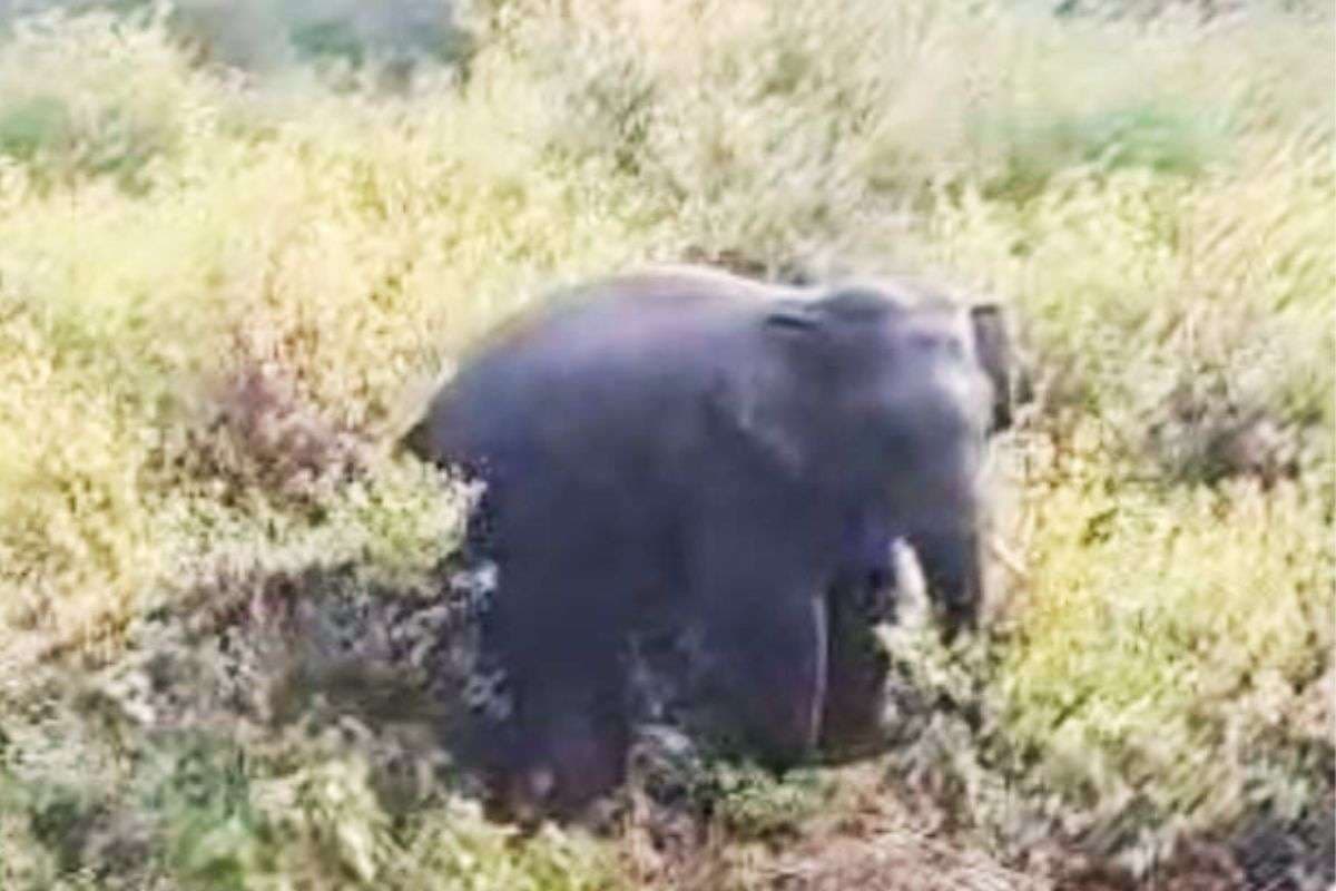 Wild Elephant Attack Angara Ranchi Jharkhand News