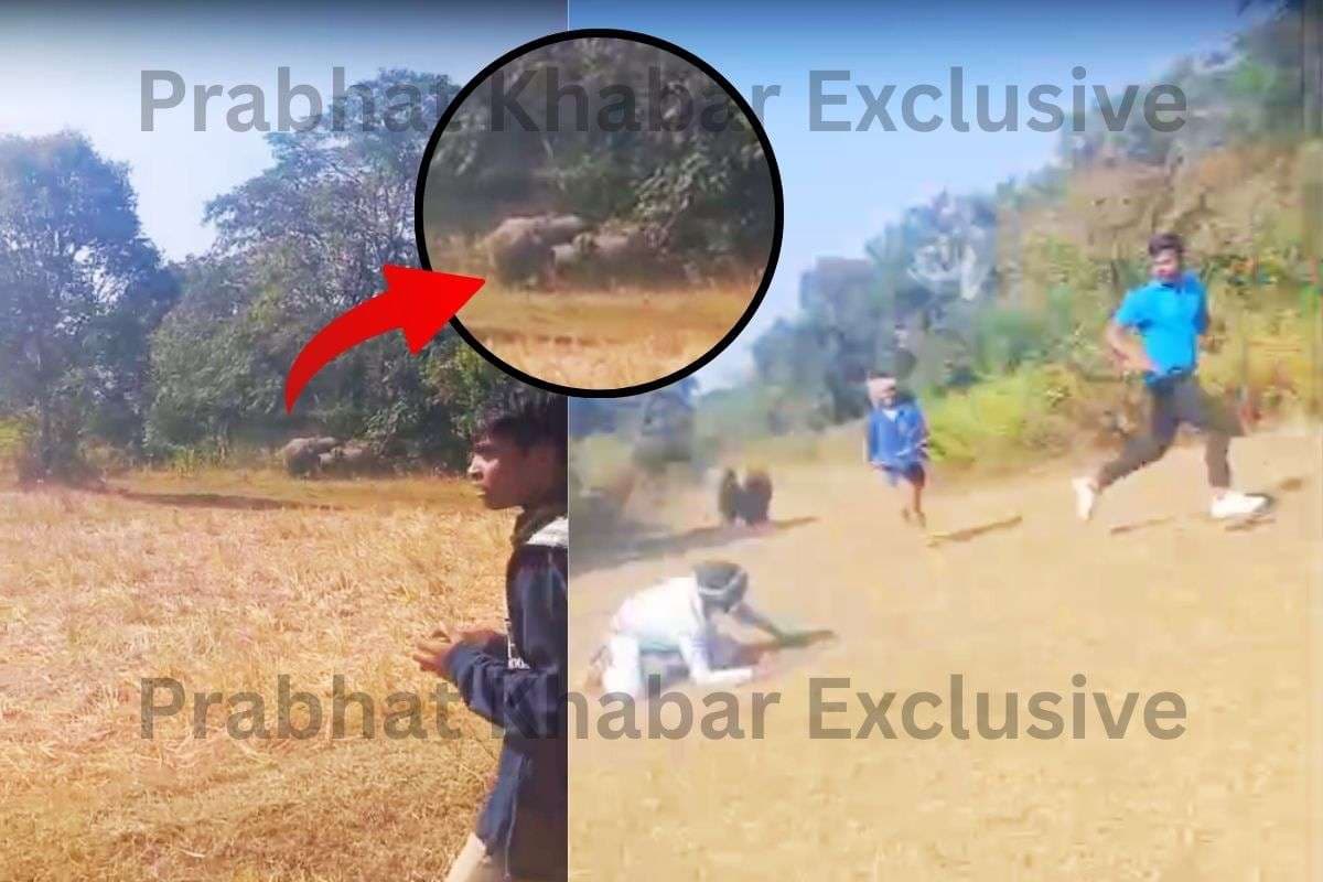 Wild Elephant Killed Youth in Majhgaon West Singhbhum News Wild Elephant Killed Youth in Majhgaon West Singhbhum News