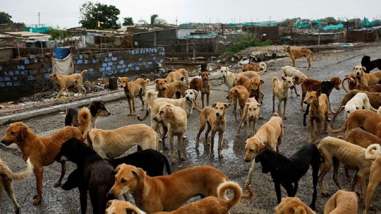 Bihar Survey : जमीन के बाद अब जानवर का सर्वे, बिहार के इस शहर में मिले सबसे अधिक कुत्ते