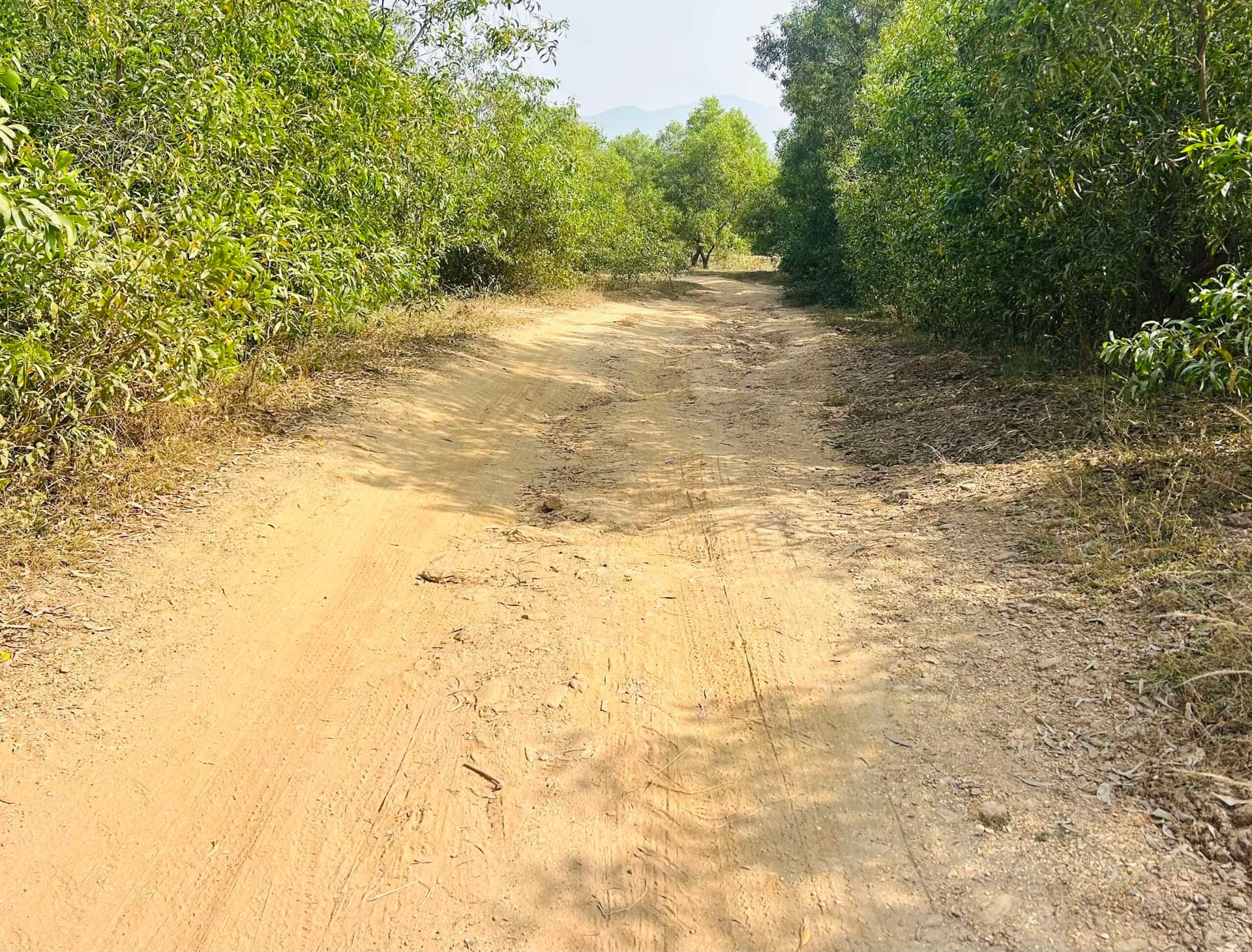 Giridih News :कोशिलवा गांव जाने के लिए आज तक नहीं बनी सड़क