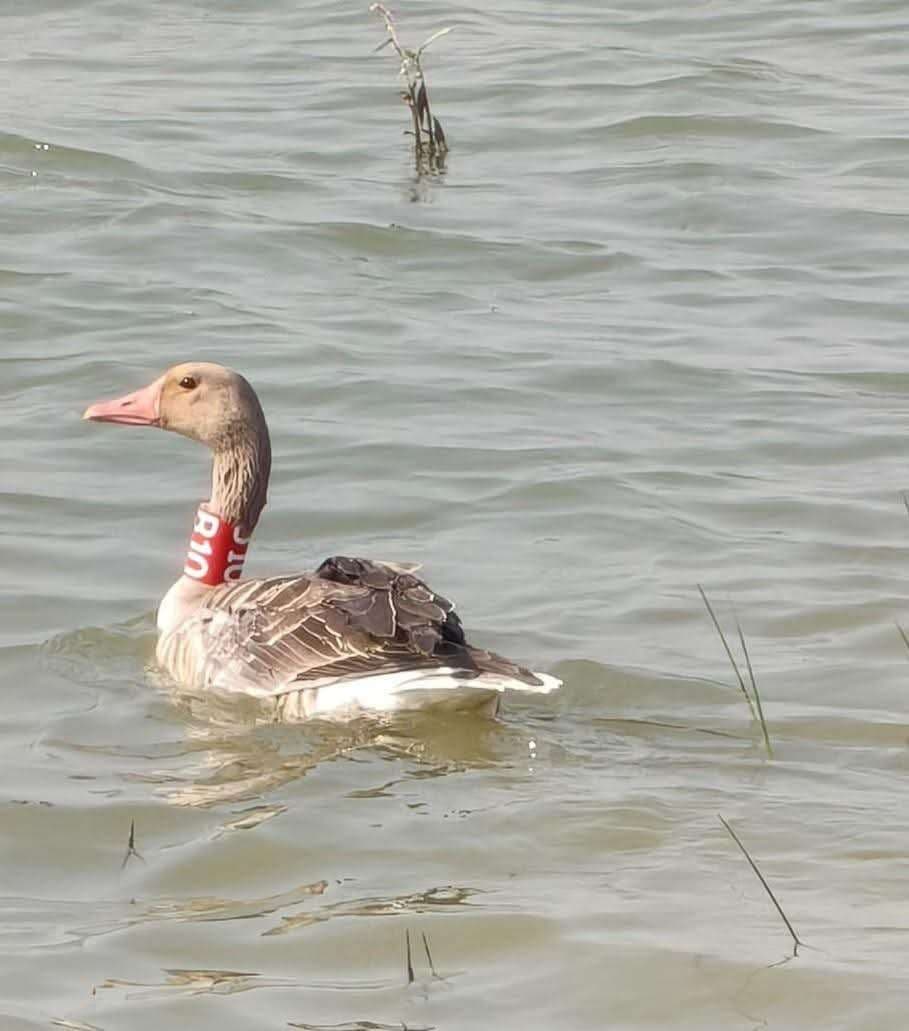 Bhagalpur news सोनवर्षा पक्षी बनी सोनवर्षा गांव की पहचान