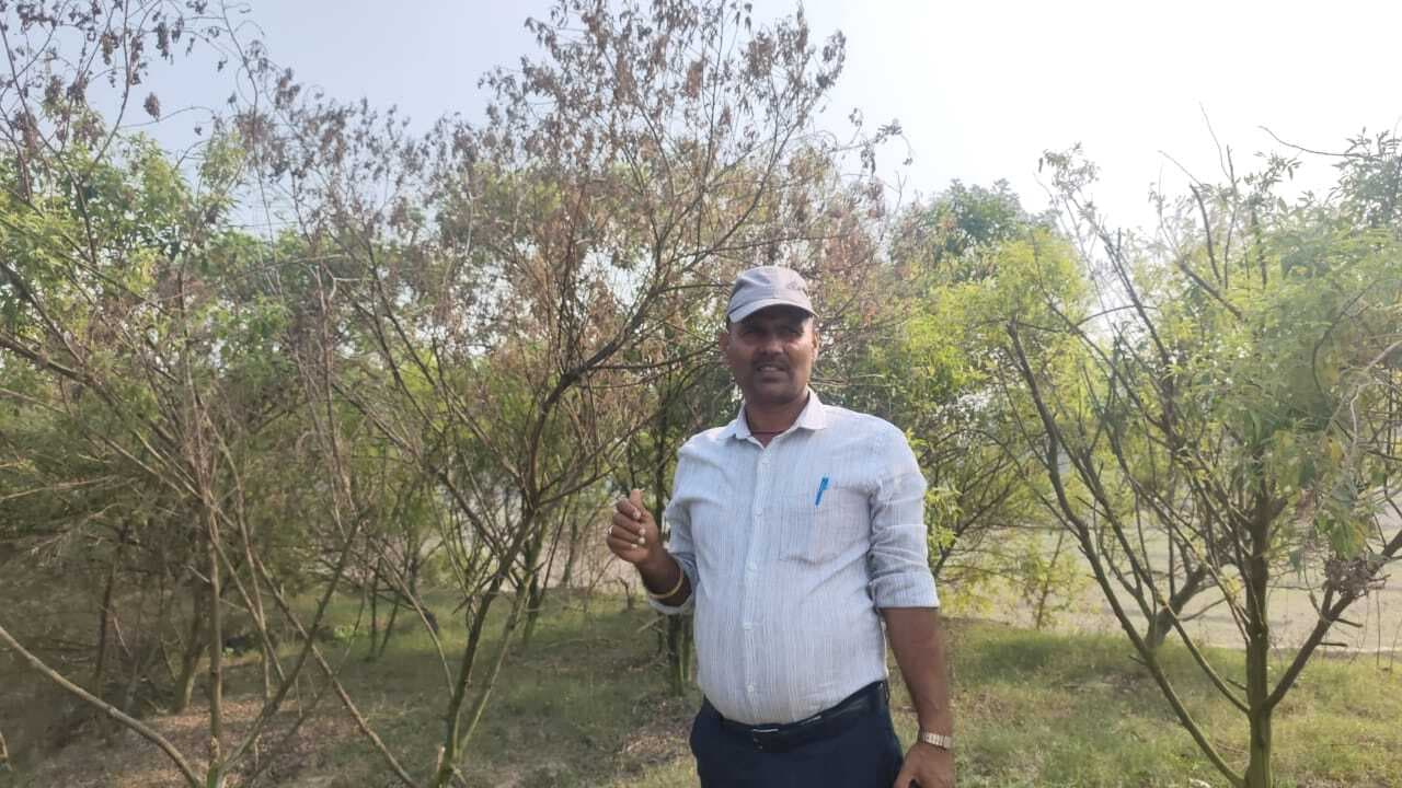 सहरसा के किसान अमरेंद्र को सोशल मीडिया से अरहल दाल की खेती का मिला आइडिया