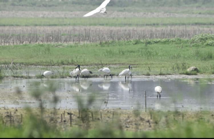 गंगा- कोसी के तटीय क्षेत्रों में विदेशी पक्षियों का करलव बना आकर्षण का केंद्र