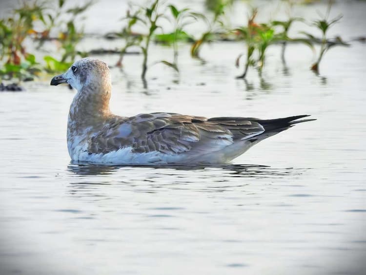 10 वर्ष बाद लौट आया दुर्लभ पक्षी पलास गल