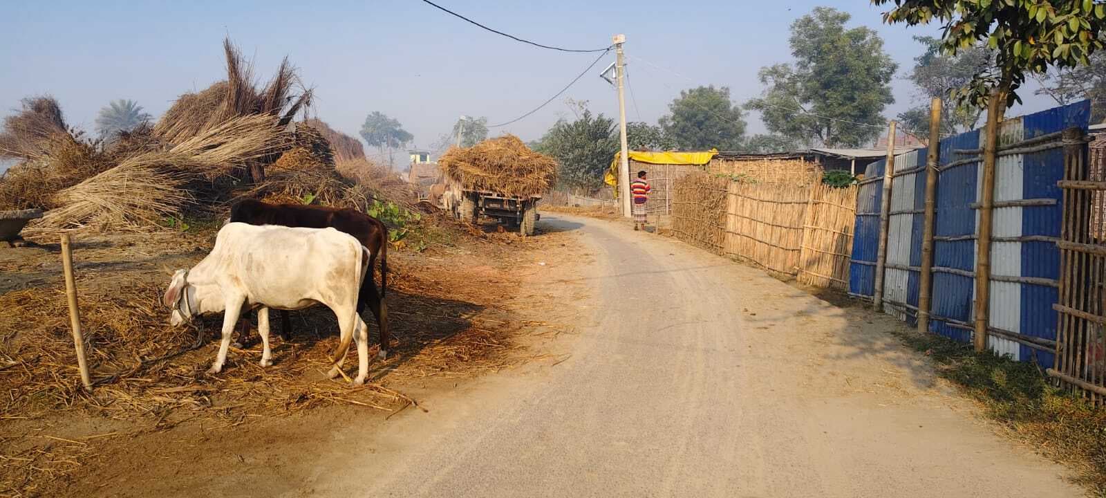 सड़क किनारे पुआल और मवेशी बांधकर फैलाया जा रहा है अतिक्रमण
