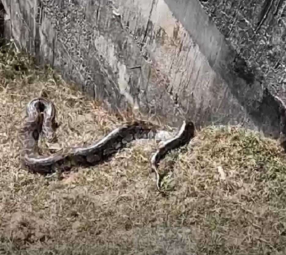 Giridih News :ग्रामीणों ने देखा 12 फुट का अजगर