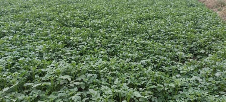 शीतलहर व ठंड से आलू की फसल को पाला का खतरा