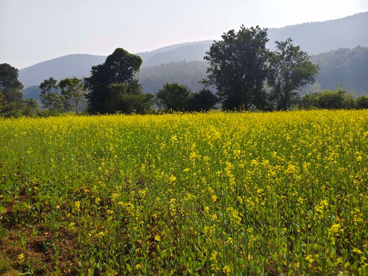 Seraikela Kharsawan News : नशे के बीज को बॉय, पोषण को गले लगाया