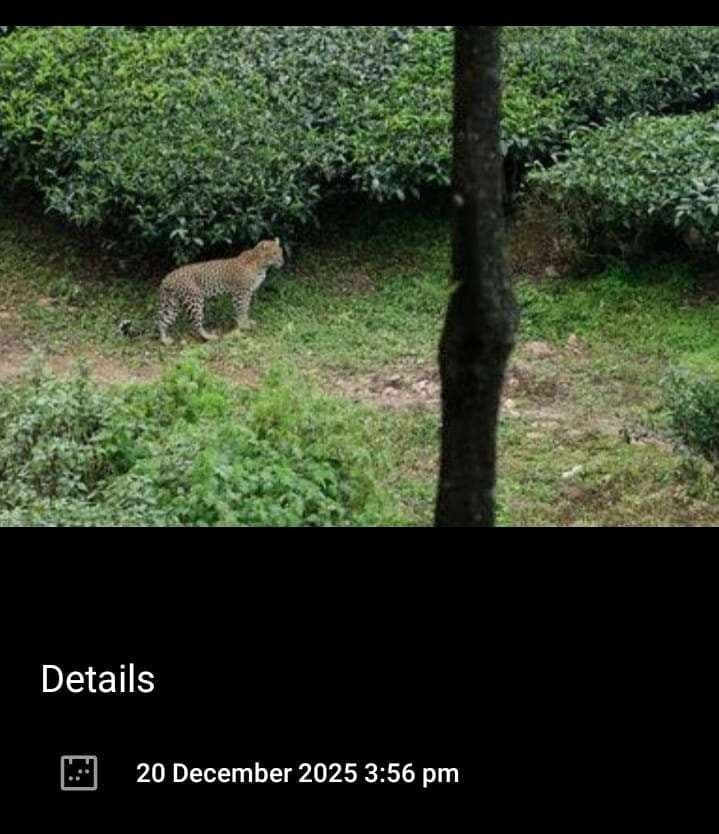 बेसबाटी पंचायत में दिखा तेंदुआ