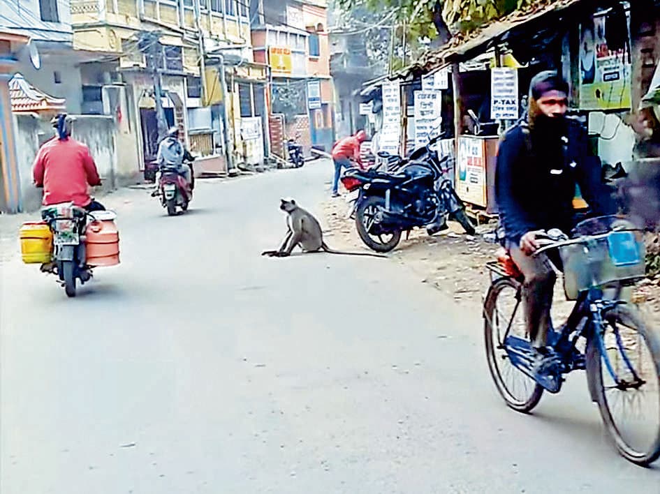 रामपुरहाट में हिंसक बंदर से दहशत, 10 लोग घायल