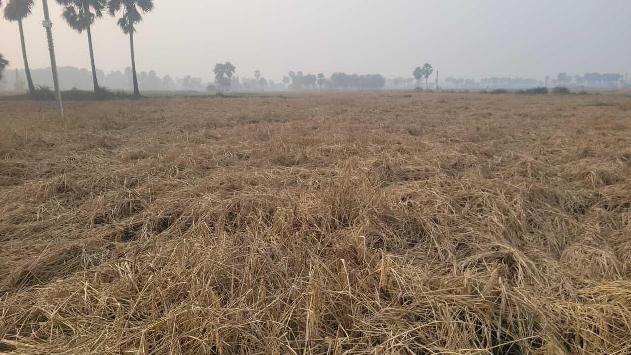 मजदूर के अभाव में धान फसल कटाई की रफ्तार धीमी, किसान परेशान