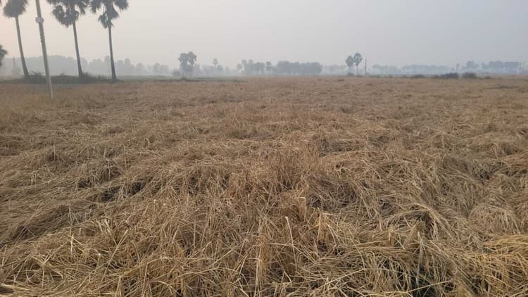 मजदूर के अभाव में धान फसल कटाई की रफ्तार धीमी, किसान परेशान