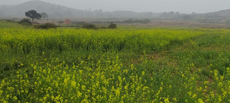 Giridih News :आलू के पत्ते पड़े पीले, सरसों व अरहर के झड़ रहे फूल