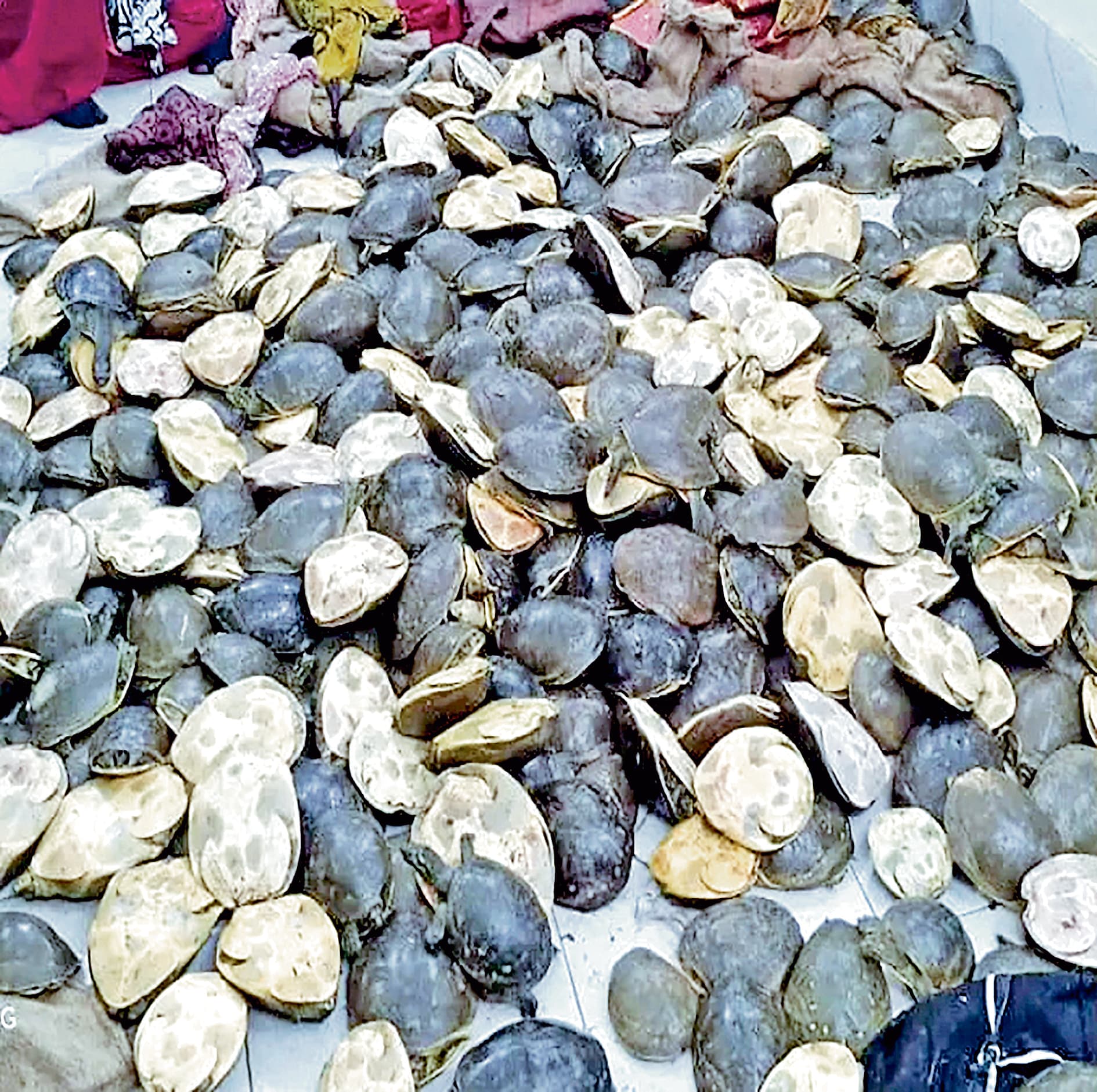 श्यामबाजार : टैक्सी से 201 कछुए जब्त, यूपी के दो सप्लायर पकड़ाये