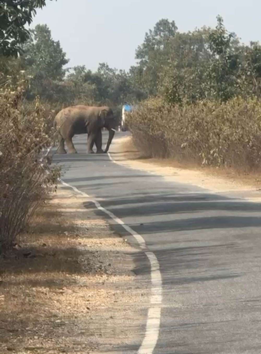 हाथियों के उत्पात से परेशान हैं लोग, रतजगा करने को विवश