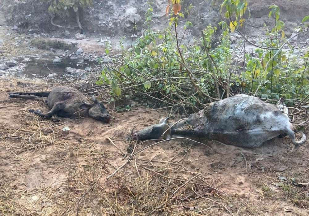 हाथी ने दो घर को किया ध्वस्त, दो बैलों को मार डाला