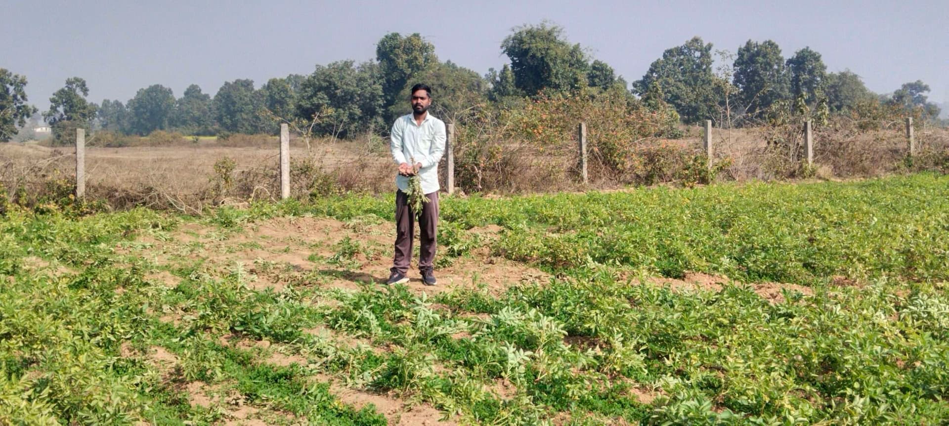 इचाकखुर्द गांव में हाथी ने फसलों को किया बर्बाद