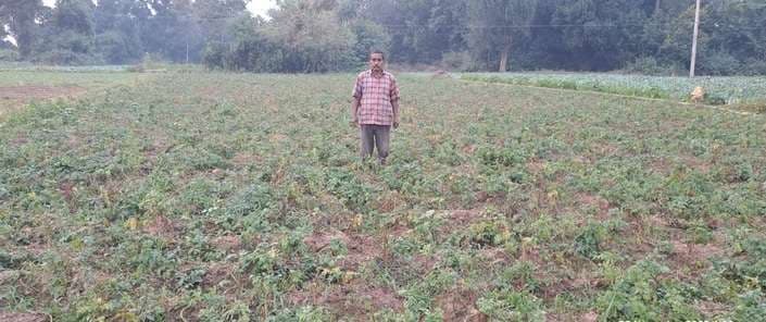 ठंड और कोहरे से आलू की फसल खतरे में, किसानों में चिंता बढ़ी