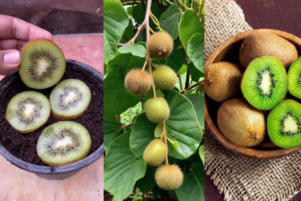 how to grow kiwi at home from seeds