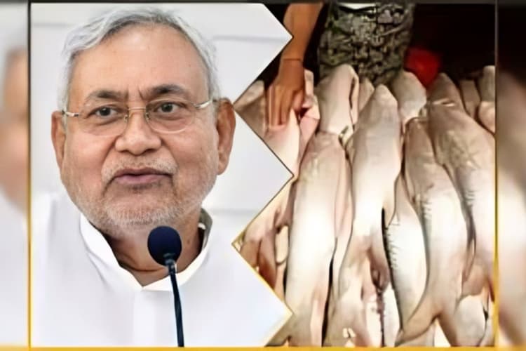 Bihar News: मछली उत्पादन में बिहार ने रचा नया इतिहास, 10 साल में दोगुनी हुई पैदावार, कैसे चौथे नंबर पर जमाया कब्जा?