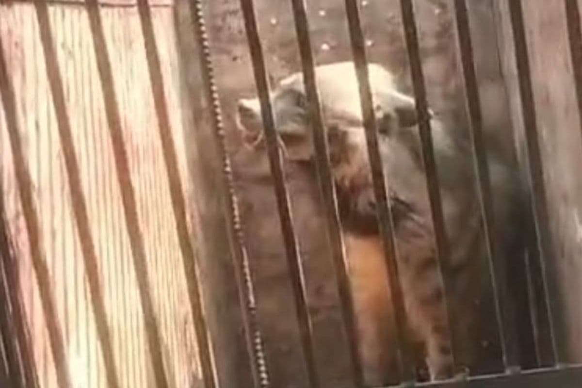 Ranchi: गांव में घुसा लकड़बग्घा, स्कूल में 3 घंटे रहा कैद; लोगों में हड़कंप Ranchi: गांव में घुसा लकड़बग्घा, स्कूल में 3 घंटे रहा कैद; लोगों में हड़कंप