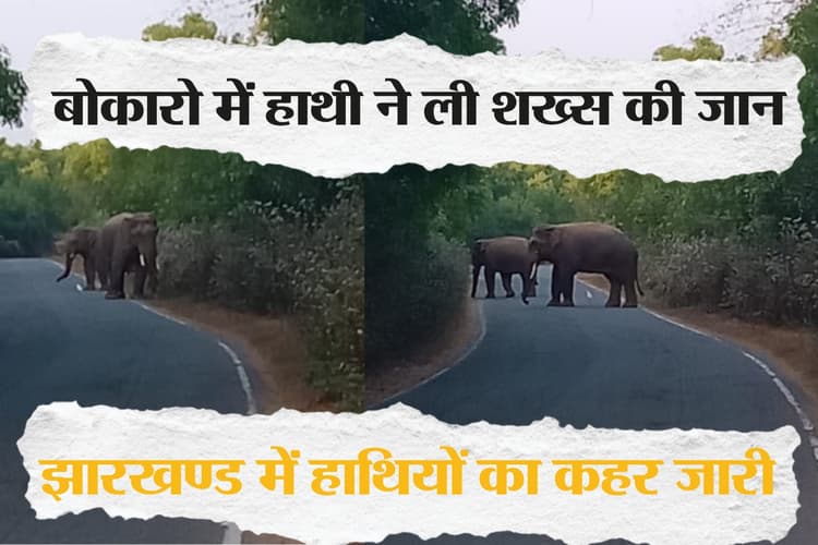 Jharkhand: बोकारो में जंगली हाथी ने शख्स को कुचलकर मार डाला, रातभर जागकर पहरा दे रहे हैं ग्रामीण