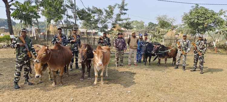 पुलिस व एसएसबी की संयुक्त कार्रवाई में तस्करी के छह मवेशी जब्त