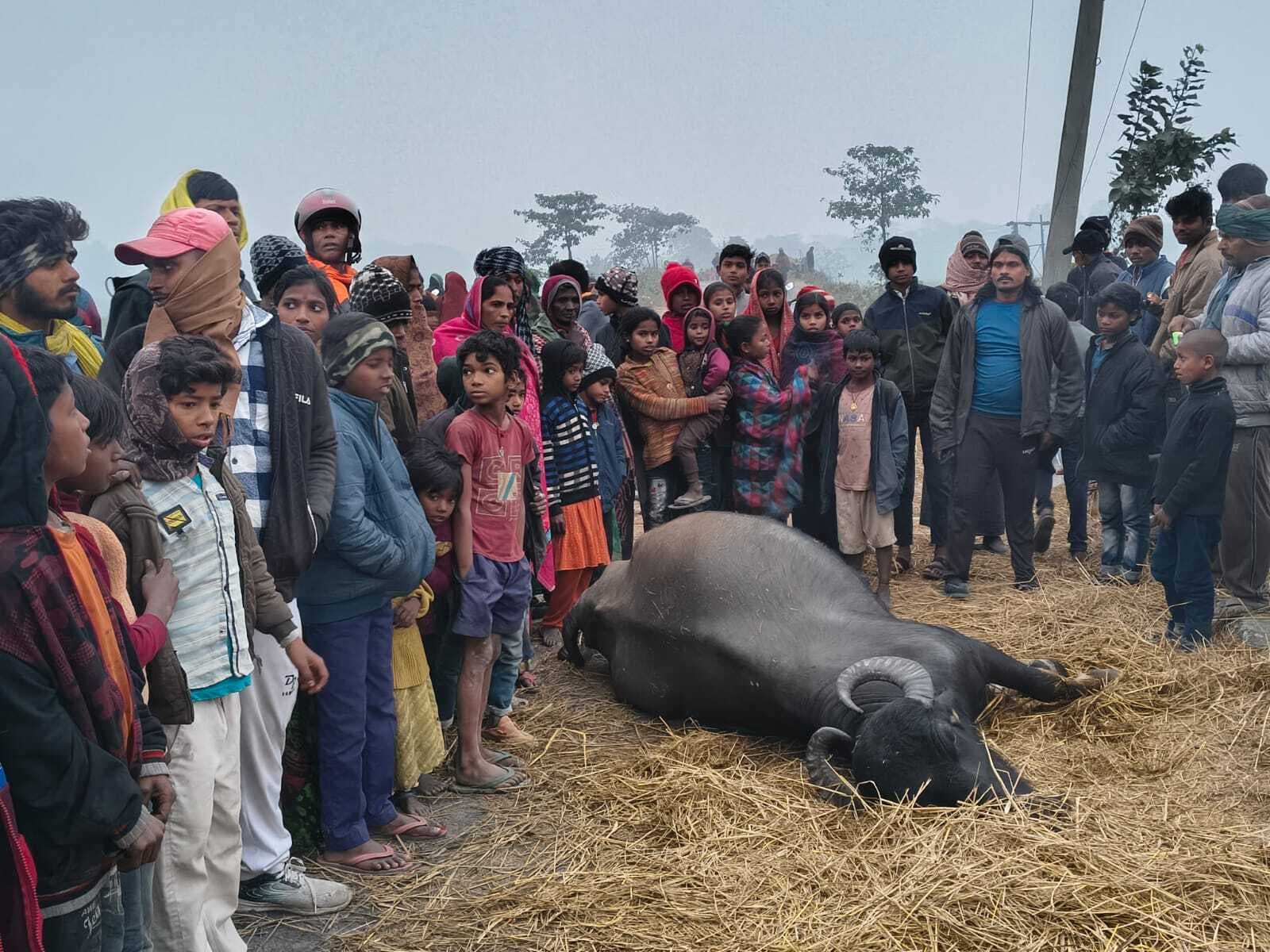 हाईटेंशन तार टूटकर गिरा, करंट से दो मवेशी की मौत