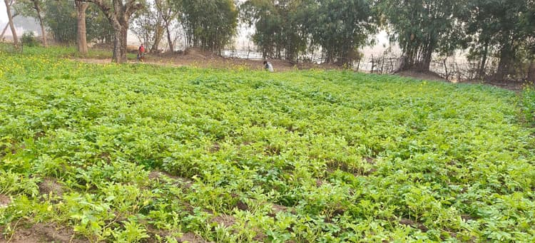 Bokaro News : सब्जी की खेती पर कोहरे का असर, किसान चिंतित