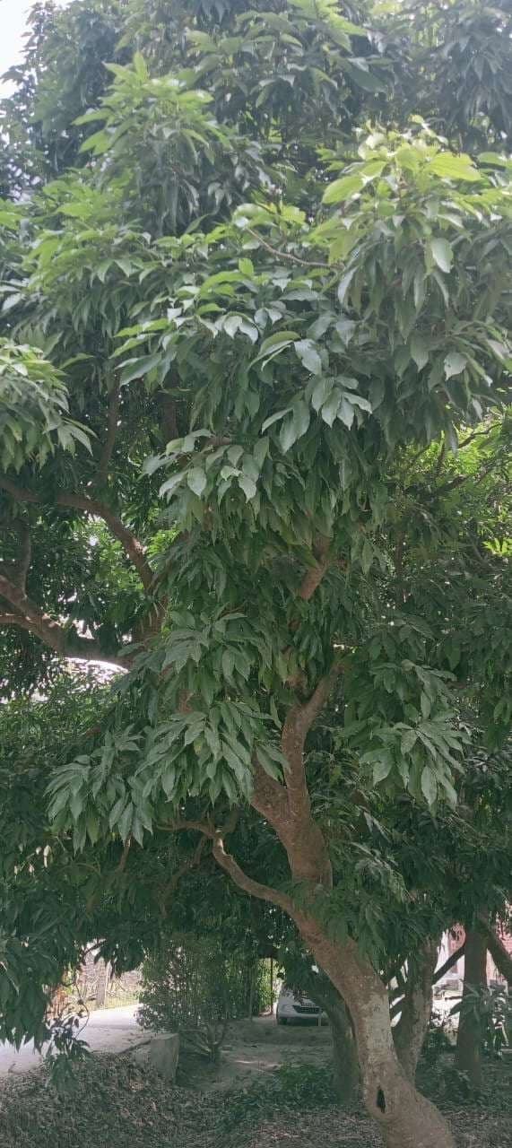 ठंड का असर: आम-लीची के बागानों में बंपर पैदावार के आसार
