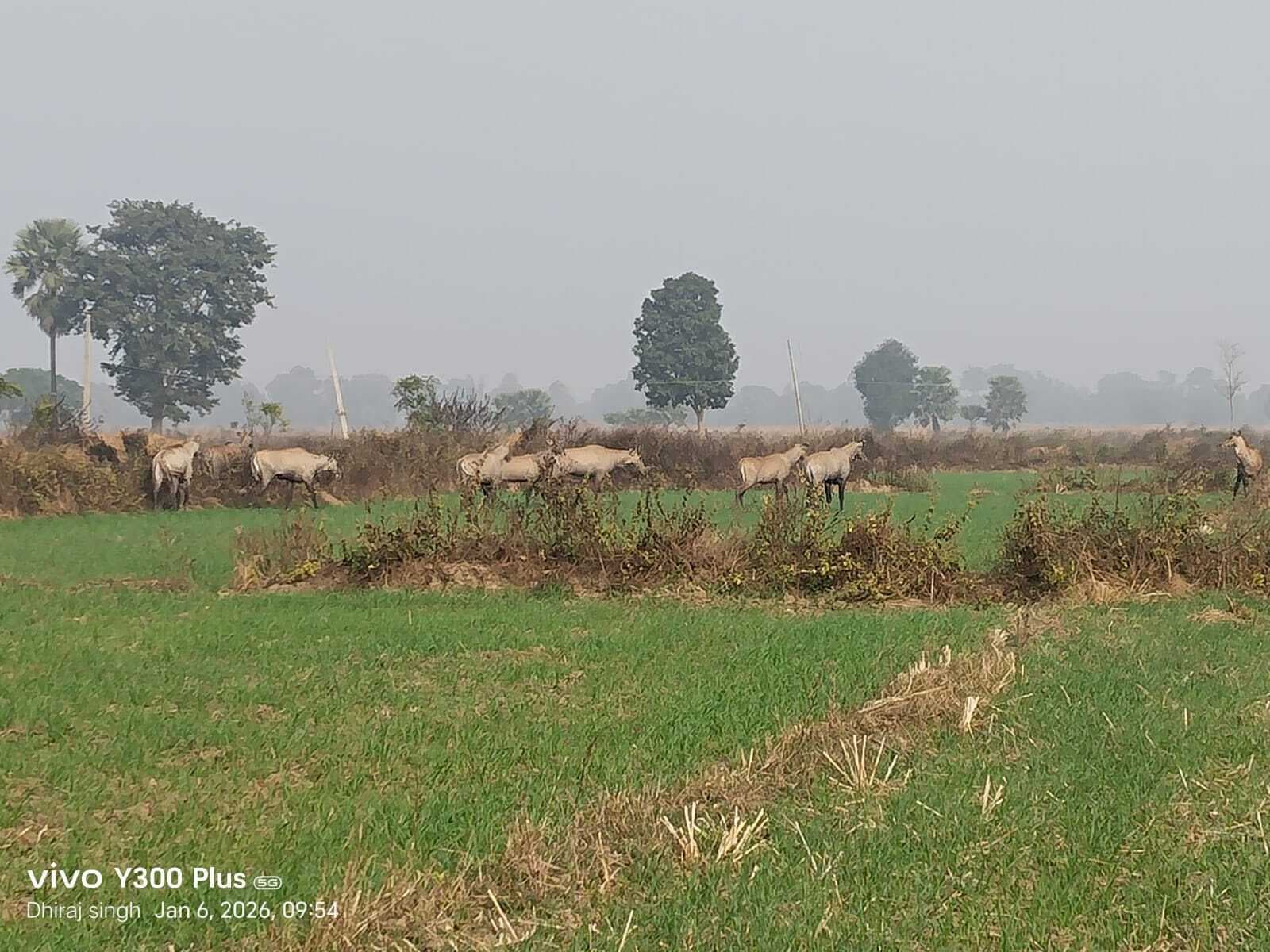 रोह प्रखंड के ग्रामीण इलाकों में नीलगायों का आतंक, किसान परेशान