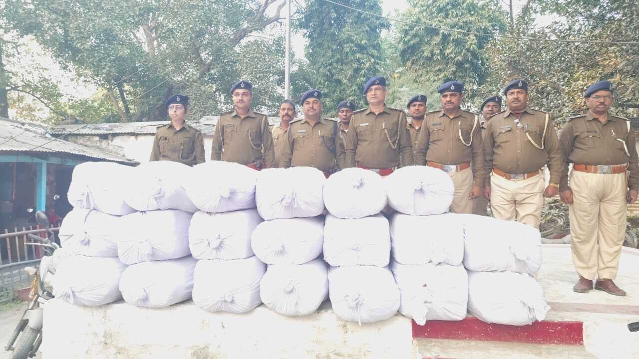 मक्का के खेत से 620 किलो गांजा बरामद