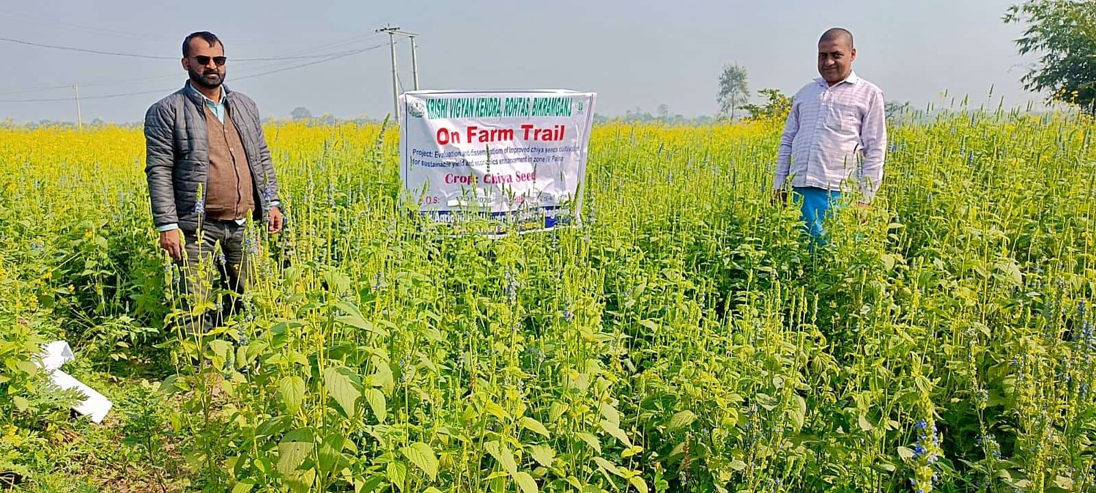 जिले के 10 किसानों ने शुरू की चिया सीड्स की खेती